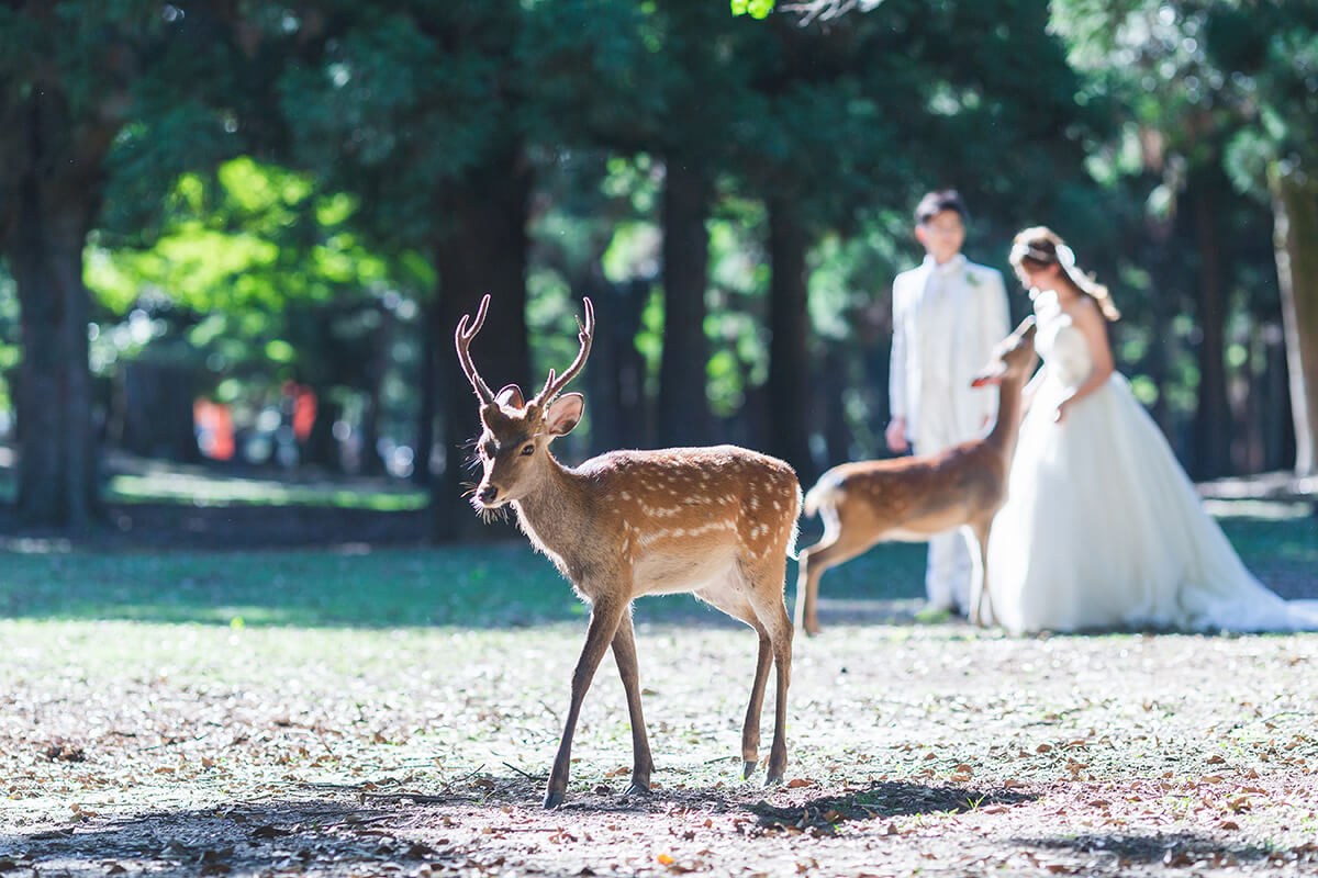 Nara Park